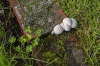 Lycoperdon marginatum - Peeling Puffball Mushrooms growing in joint between red brick edging in grass lawn in summer,