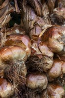 Smoked bulbs of Allium sativum 'Blanc de Lomagne' - garlic - Malvern Autumn Show 2023; Garth Cottage Herbs