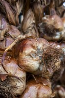 Smoked bulbs of Allium sativum 'Blanc de Lomagne' - garlic - Malvern Autumn Show 2023; Garth Cottage Herbs