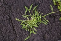 Digitaria ciliaris - Crabgrass growing through crack in black asphalt pavement surface in summer.