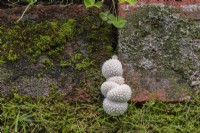 Lycoperdon marginatum - Peeling Puffball Mushrooms growing in joint between red brick edging in grass lawn in summer.
