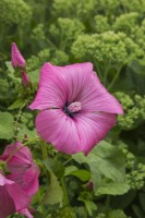 Lavatera 'Twins Hot Pink' - Mallow in summer.