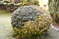 Frosted topiary ball of two types of Euonymus fortunei in winter garden. December.