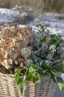 Wicker basket filled with dried hydrangea flowerheads, ivy flowers and foliage and wildflower seedheads in winter. Snow covered landscape in background.