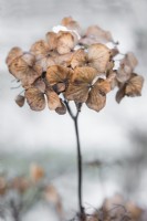 Single dried hydrangea flowerhead in winter