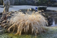 Frosted Pennisetum alopecuroides in winter garden. December.