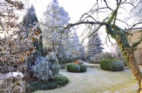 Frosted winter garden with Pinus wallichiana and shrubs,  January