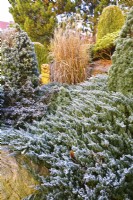 Frosted terraced border with coniferous shrubs: Juniperus horizontalis, Picea and Miscanthus in winter garden.  December.