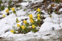 Eranthis hyemalis, Winter Aconite in snow. February