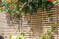 Lighting on wooden fence with Campsis overhanging
