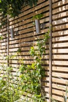 Lighting on wooden fence with Trachelospermum jasminoides - Star jasmine climbing beneath it