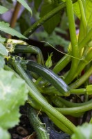 Small Courgette