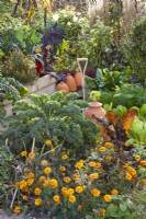 Autumnal kitchen garden with Tagetes patula, curly kale and swiss chard.