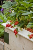 Strawberries in a wooden raised bed.