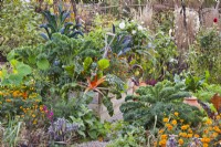 Kitchen garden in November with raised beds full of late crops including curly kale, kale 'Nero di Toscana', Swiss chard and French marigold.