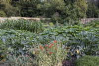 Large walled kitchen garden with courgettes, pumpkins, and sweetcorn plants