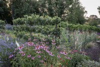 Large walled kitchen garden, with cutting flowers, including Echinacea, sweet peas, poppies and lavender.