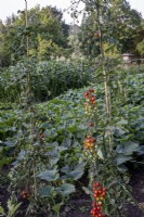 Cherry tomato plants in kitchen garden, with pumpkins and squash is behind
