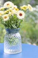 Calendula 'Snow Princess' - Pot Marigold in glass vase