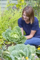 Woman picking Savoy Cabbage 'Vertus'