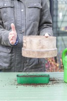 Woman using compost sieve to spread an even layer of compost over the top of the Cabbage seeds