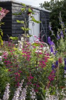 View across cottage garden borders in early summer with Salvia sclarea, Salvia curviflora and Larkspur, Consolida ajacis behind