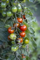 Trusses of 'Gardeners Delight' cherry tomatoes