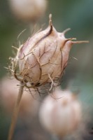 Seed head of Nigella damascena (Love in A Mist)