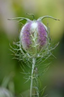 Seed head of Nigella damascena (Love in A Mist)