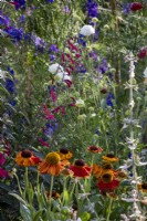 View across cottage garden borders in early summer with Salvia curviflora and Helenium 'Sahin's Early Flowerer'