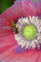 Papaver somniferum, Opium Poppy with Marmalade Hoverfly,
Episyrphus balteatus