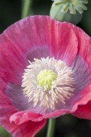 Papaver somniferum, Opium Poppy