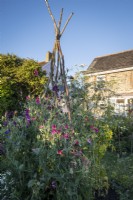 View across cottage garden borders in early summer, rustic hazel wigwam supporting Sweet Peas