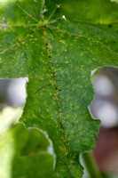 Puccinia malvacearum, Hollyhock rust on the leaf of a hollyhock plant
