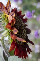 Helianthus annuus 'Ruby Giant', sunflower
