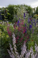 View across cottage garden borders in early summer with Salvia sclarea, Salvia curviflora and Larkspur, Consolida ajacis behind