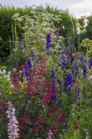 View across cottage garden borders in early summer with Salvia curviflora and Larkspur, Consolida ajacis behind