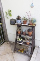 A repurposed stepladder against a cream wall and on a tiled floor, has a variety of succulents on each step. June. 