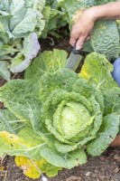 Woman using kitchen knife to harvest Savoy Cabbage 'Vertus'