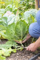 Woman using budding knife to harvest Savoy Cabbage 'Vertus'