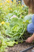 Woman using budding knife to harvest Savoy Cabbage 'Vertus'