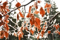 Frosted beech leaves - Fagus sylvatica. 