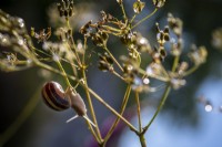 White Lipped Banded Snail,  Cepaea hortensis on Hogweed flower