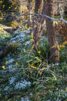Snowdrops, beneath Hamamelis x intermedia 'Pallida', Witch Hazel in the Ditch Garden at East Lambrook Manor