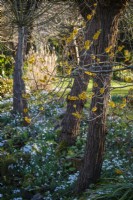 Snowdrops, beneath Hamamelis x intermedia 'Pallida', Witch Hazel in the Ditch Garden at East Lambrook Manor