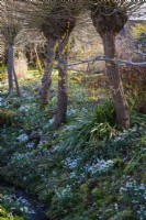 Snowdrops, beneath Hamamelis x intermedia 'Pallida', Witch Hazel, in the Ditch Garden at East Lambrook Manor
