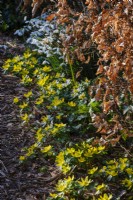 Snowdrops, Galanthus, and Eranthis hyemalis, Winter Aconite beneath Beech hedging