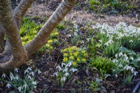 Snowdrop, Galanthus, and Eranthis hyemalis, Winter Aconite