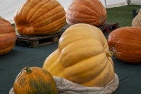 The Malvern Show, giant pumpkins