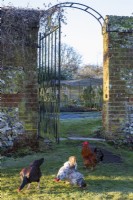 Hens feeding in grass next to gate in old brick wall